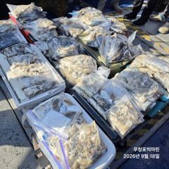 쭈꾸미~♪ 9 .18( 금요일 ) [[[ 무창포프로낚시 ]]] <<<<< 빅 마 린 >>>>> 쭈 꾸 미 조황보고.... 사진