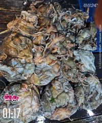 ▶ 40마리 안팎! ◀ 군산 뉴세븐호 9월 17일 야간문어 조황 사진