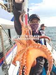 18일, 군산문어,문어,문어.......덩치급 문어들, 마릿수 굿~좋아요~실시간~군산낚시프라자 챔피언호 사진