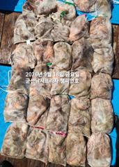 군산문어,문어,문어.......덩치급 문어들, 마릿수 굿~좋아요~실시간~군산낚시프라자 챔피언호 사진