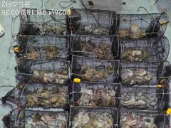 17일야간문어 황금물때 계속먹폭탄( 오늘2자리,일요일 오후예약가능 사진