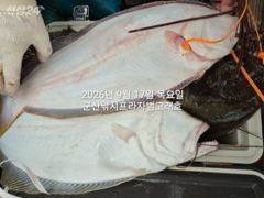 9월17일,"대광어"연일 무쟈게 나오네요~연일 초대박쿨러조황, 참돔은 보너스~조기철수~내일도 갑니다~ 군산낚시프라자 범고래호 사진