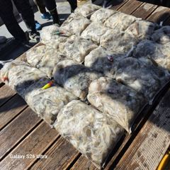 <자연호> 쭈꾸미 오후 마무리 조황(18일) 사진