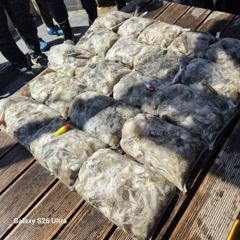 <자연호> 쭈꾸미 오후 마무리 조황(18일) 사진