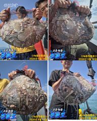 [고흥,녹동] <고흥녹동>청룡호18일 돌문어 대!박!조황!!! 사진