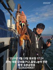 통영 금정호 오전문어 실시간 싸이즈에 마릿수 좋습니다 오늘오후 내일오전 자리있습니다 사진