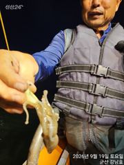 9월19일 군산 강남호 쭈꾸미 실시간 조황 사진