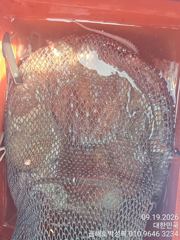 묵직 묵직한 문어들이 쑥 쑥 나옵니다올최고 18kg 사진