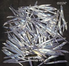19일,입항<내만갈치>던졌다하면 물어!바쁘다바빠~일,월,화~예약가능 사진