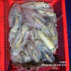 (무늬오징어)가조도권 팁런 마릿수 집중공략 스마일호(오늘 예약) 사진