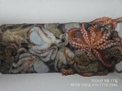 [진해] "돌문어"KKK외180수170수155수팍~팍~개인22수20수18… 사진