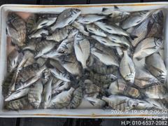 (감성돔)4짜외3짜 전후 50수~손맛 제대로~야호(야간 팁런 예약) 사진