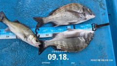 [사천] 삼천포 산분령 유료낚시터 9/18 조황입니다! 사진