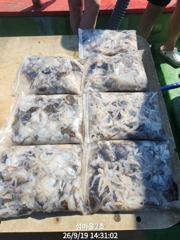 《섬마을2호》쭈꾸미 조황입니다!! 사진