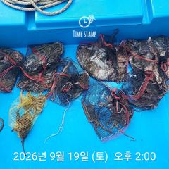삼천포 내만권 문어 사진