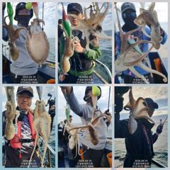 [무창포아파치호]9월19일(토),굵은씨알과갑오징어위주의쭈갑병행출조로,망태기빵빵~한조황.요즘은장원이200~300수는기본.추석연휴기간(수~월,23일~28일)자리여유,전화주세요~010- 사진