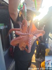 19일 쭈꾸미 조황.(21일 쭈꾸미 모집 중~, 22일23일 돌문어 출조~) 사진