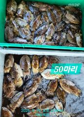[통영 선외기 태성레저]갑이50마리/무늬22마리/문어17/16마리외 감성돔 흘림.카고/생활낚시조황 사진