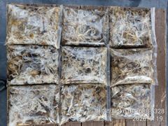 [사천] 삼천포 아수라피싱 주꾸미 조황 사진