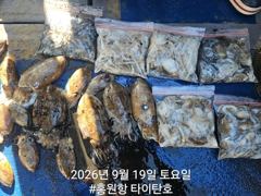 [쭈갑조황] [홍원항타이탄호] 9월19일(토) 쭈꾸미,갑오징어 조황입니다. 사진