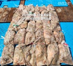 19일, 문어,문어,문어, 덩치급 문어들 제대로 나옵니다.......,망탱이 대박조황~군산낚시프라자 챔피언호 사진
