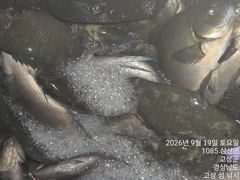 09.20 [고성] 욕지군도] 벵에돔 정출 퍼담고 감성돔 터지고 조황은 이어집니다 사진