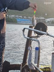 월 화 쭈꾸미 주서담으러갑니다 사진