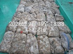 19일, 군산쭈구미 오늘도 많이 나오네요~~굿 망탱이조황~군산낚시프라자 나드리호 사진
