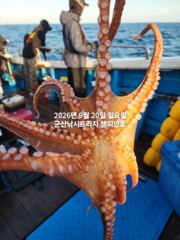 20일 주간문어~덩치급 문어들~연일 대박, 오늘도 잘 나오고 있… 사진
