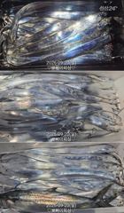[진해] "내만갈치"마릿수 엄청납니다.밤새 퍼담고~오늘도 퍼담으러갑니다(… 사진