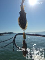 [군산] 20일 월명호 쭈꾸미 오전반 실시간 사진