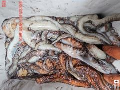 <<돌문어 장원21수 매일매일호조황-화요일예약가능>> 사진