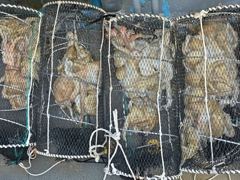 (문어)사량도권 300~800g까지 뜯고 또 뜯고~고고써니호(21일 예약) 사진