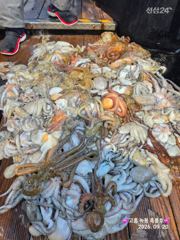 [고흥,녹동] 9/20 고흥녹동흑룡호 야간문어조황 사진