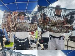 [진해] 문어,160수,개인,25수,23수,22수,21수,20수,등,완전… 사진