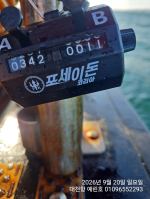 2026년 9월 20일~19일 쭈갑조황입니다 사진