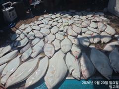 9월20일,"대광어"출조만 하면 끝~2주넘게 연일 대박~!! 갑판에 좌~악~참돔,우럭등~내일도 갑니다~ 군산낚시프라자 범고래호 사진