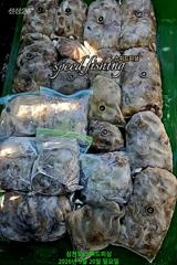내일 주꾸미 긴급 모집!!(무조건 출조 확정) 사진