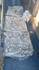 [쭈갑조황] 9/20페가수스호 쭈갑 사진