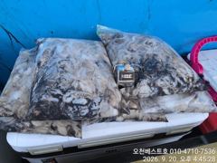 [쭈꾸미·갑오징어조황] 9/20일 오천베스트호 쭈/갑오징어 굿조황 사진
