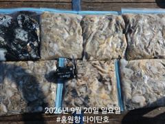 [홍원항타이탄호] 9월20일(일) 바닥만 찍으면 올라오는 굿조황!! 사진