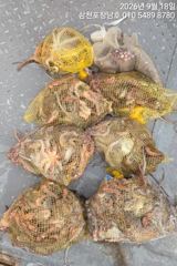 [사천] 돌문어 오늘오전10시출조 2자리여유 사진