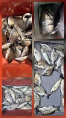 [고성] 주말 감성돔 선외기 및 선상 조황 사진
