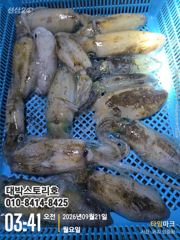 [통영] 무늬오징어(팁런) 초보자도 2자리수~ 사진