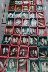 진해 무늬팁런 연일 버글버글 99수 115수 손맛굿 사진