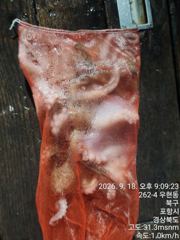 막막물어떼는 돌문어출조 사진