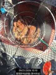 [통영] (실시간)大문어 800g 전후 덩치들 쏙쏙 뽑는 中 현서피싱(2… 사진