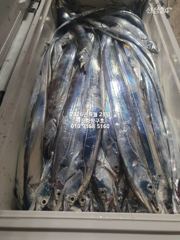 내만갈치)오늘 예약가능 빵빵한놈 큰놈 잡으로 달려봅니다~ 사진
