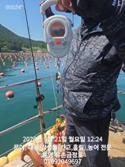 통영 금정호 문어선상 마릿수 싸이즈 모두 좋습니다 내일오전 자리여유 있습니다 사진
