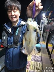[거제] (무늬오징어)내만권 마릿수 소식 쭉쭉 땡기고~고잉메리호(오늘 예… 사진